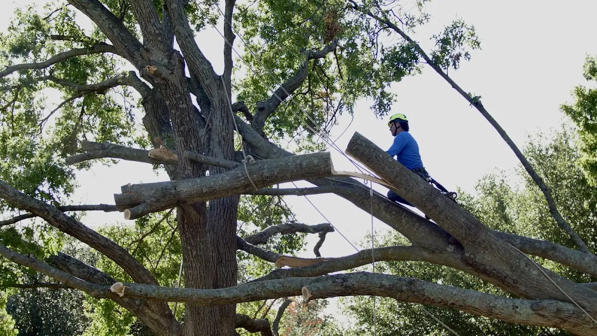 Professional Hazardous Tree Removal performed by certified arborists in Convoy